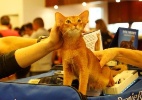 Exposição traz mais de 270 gatos de diferentes raças a SP - André Hanni/PremieR pet