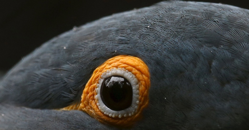 5.mai.2015 - Olho de um filhote de arara-azul-de-lear, com menos de 1 mês de vida, em uma jaula no jardim zoológico de São Paulo