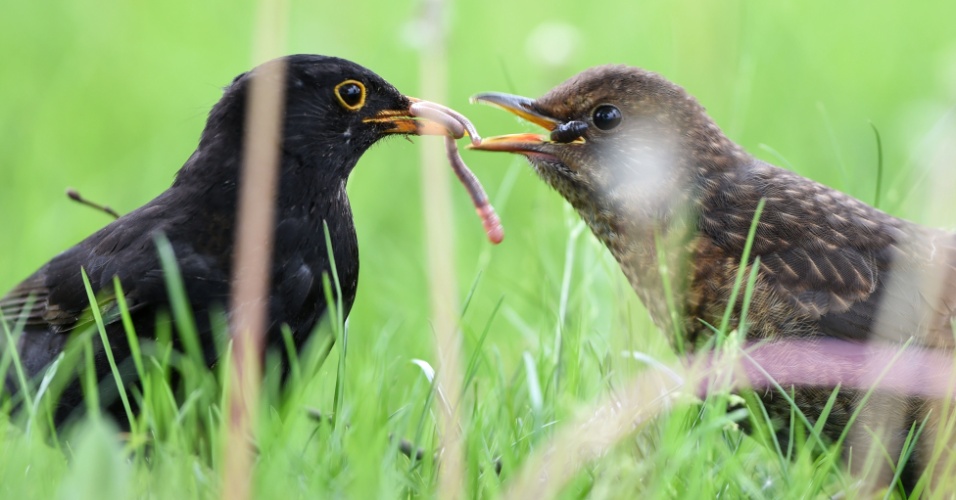 5.mai.2015 - Um pássaro alimenta seu filhote em Langenargen, na Alemanha
