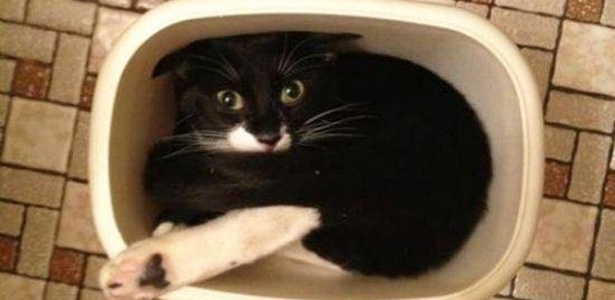 Reprodução/Facebook/Animals stuck in odd places that don't seem to mind Reprodução/Facebook/Animals stuck in odd places that don't seem to mind