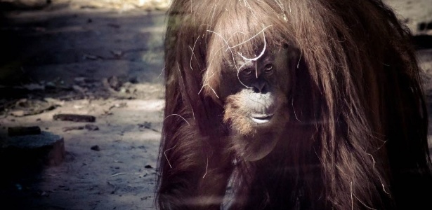 A orangotango Sandra é observada em sua jaula no zoológico de Buenos Aires - Zoológico de Buenos Aires/Divulgação