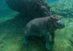 Fêmea de hipopótamo nasce em zoológico de San Diego - Reprodução/Facebook/SanDiegoZoo