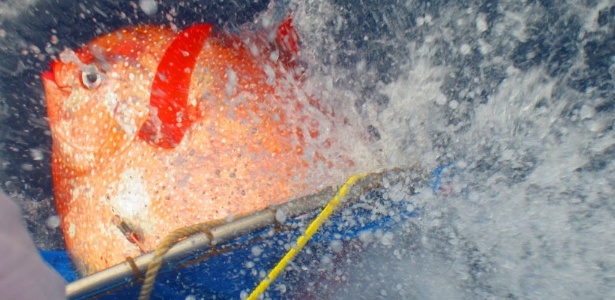  Um peixe da espécie opah é solto com sensores de temperatura que o monitorarão enquanto mergulha. A imagem foi divulgada nesta quinta-feira (14) pelo Centro de Ciências da Pesca do Sudoeste, pertencente à NOAA (Administração Nacional Atmosférica e Oceânica, na sigla em inglês) - NOAA Fisheries/AFP