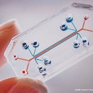 Microchip desenvolvido no Instituto Wyss, da Universidade Harvard, simula o funcionamento do pulmão humano - Instituto Wyss