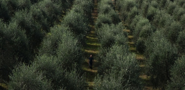 Mais do que em qualquer momento da história recente, o azeite de oliva é uma mercadoria cada vez mais preciosa - Giulio Piscitelli/The New York Times