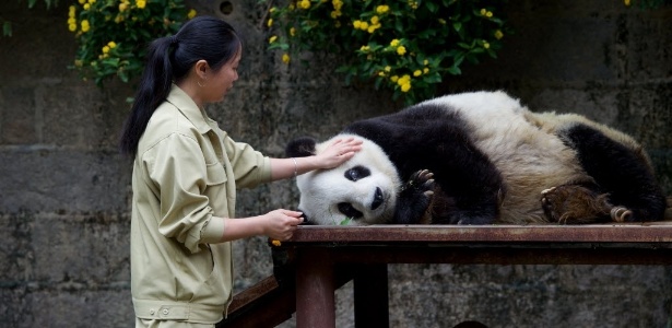 Panda gigante Basi, 35, ganha um cafuné após a refeição em um centro de pesquisa em Fuzhou, na China - Jiang Kehong/Xinhua