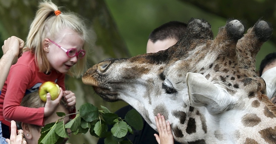 25.mai.2015 - Criança alimenta uma girafa no parque de vida selvagem Pairi Daiza, onde funciona um zoológico e jardim botânico, em Brugelette, na Bélgica