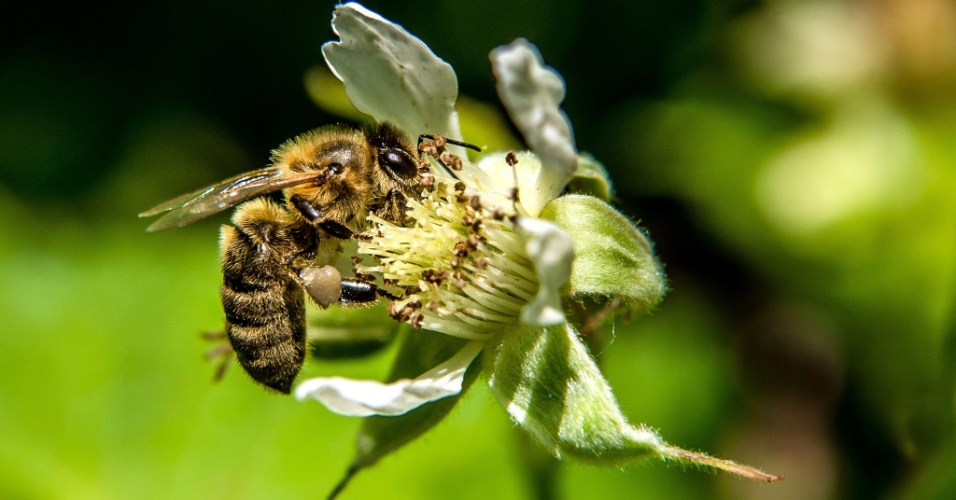 25.mai.2015 - Uma abelha posa em flor em Godewaerselde, na França