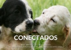 Cães, gatos e até vacas: veja sites e apps de namoro de animais - Reprodução