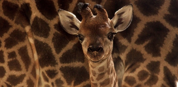 Filhote de girafa que nasceu no zoológico de São Paulo em maio - Paulo Gil/Zoológico de São Paulo