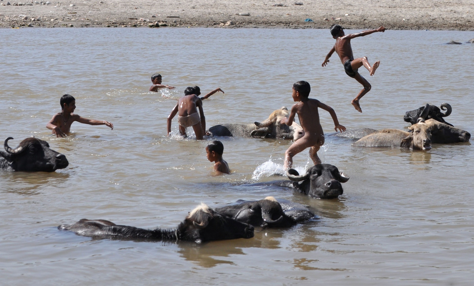 26.mai.2015 - Criança brinca em meio a manada de búfalos no rio Tawi, na periferia de Jamu. A onda de calor que afeta a Índia desde a semana passada, com temperaturas próximas dos 50ºC em várias cidades, provocou a morte de milhares de pessoas - AFP