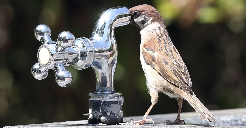 26.mai.2015 - Um pardal tenta beber água de uma torneira em parque em Suwon, na Coreia do Sul