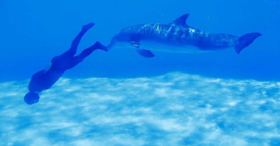 28.mai.2015 - O italiano Simone Arrigoni tentou bater um recorde de mergulho em apneia ao ser empurrado por um golfinho, em Torvaianica, perto de Roma, na Itália. De acordo com a assessora de Arrigoni, ele completou sete voltas em um minuto e 30 segundos