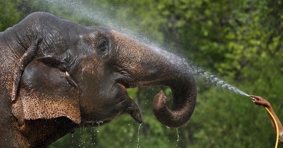 28.mai.2015 - Uma fêmea de elefante recebe jatos de água para se manter calma dentro de um parque zoológico em um dia quente de verão em Nova Deli, na Índia