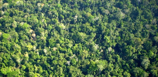 Árvores da Amazônia podem guardar chaves para o futuro, de acordo com estudo - Wikimedia Commons