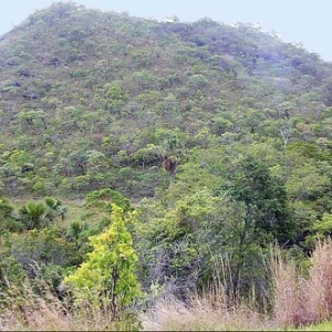 Cerrado brasileiro tem aproximadamente 55% de seu território preservado - Wikimedia Commons