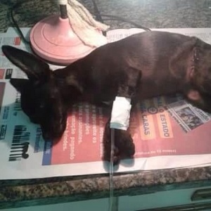 Após maus-tratos, Vitória, como a cachorrinha tem sido chamada, foi internada, sedada e seu estado de saúde é estável - Simona Zaim/Divulgação