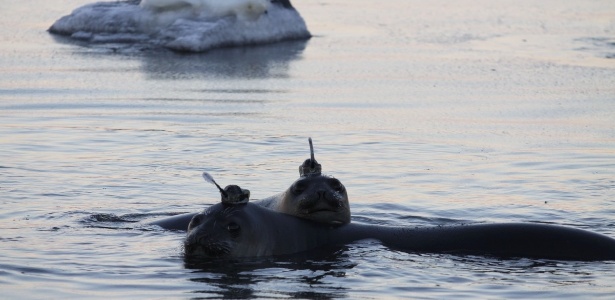Cientistas equiparam mais de 1.000 focas com sensores que ajudaram a coletar dados sobre os oceanos - Divulgação/MOEP
