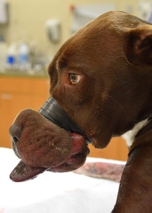 Cachorro foi encontrado no Estado americano da Carolina do Sul com o focinho colado com fita adesiva tão apertada que deve ficar com danos permanentes - Reprodução/Facebook