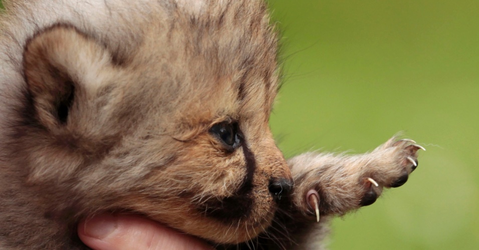 2.jun.2015 - Filhote de guepardo com um mês de vida, no zoológico em Muenster, na Alemanha