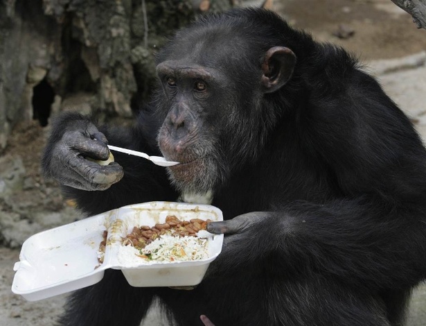 Pesquisadores descobriram que os chimpanzés possuem habilidades mentais necessárias para cozinhar - Reuters
