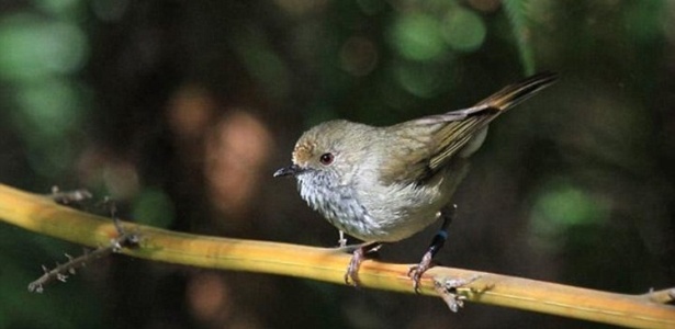 Pesquisadores descobriram que um dos menores pássaros da Austrália, o Acanthiza pusilla, pode imitar o som de pássaros bem maiores do que ele para confundir e afastar predadores - Branislav Igic
