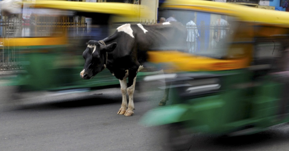 2.jun.2015 - Uma vaca no meio de uma rua movimentada com auto-riquixás passando em Bengaluru, na Índia