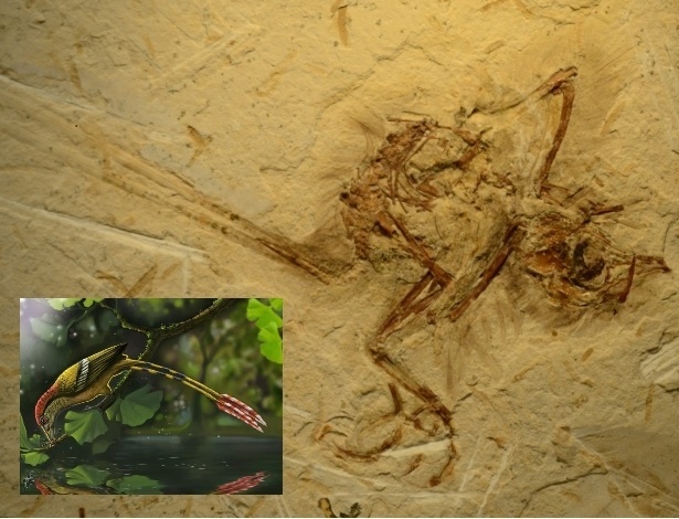 O fóssil do pássaro e a ilustração da ave (no detalhe) da espécie Enantiornithes, descoberta na Bacia do Araripe, no Nordeste, é o primeiro do tipo encontrado na América do Sul  - Ismar Carvalho/UFRJ/Nature