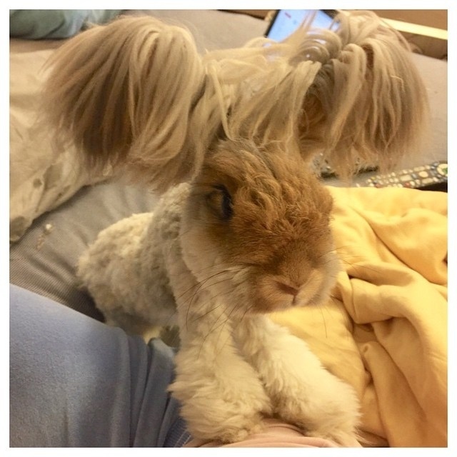 Wally é um coelho de estimação que mora com sua dona Molly em Massachusetts (EUA) e vem fazendo o maior sucesso no Instagram (@wally_and_molly) por causa de suas orelhas peludas e fofas. Ele nasceu em julho de 2014 e apostamos que já tem muito mais seguidores na rede social que você: mais de 50,3 mil