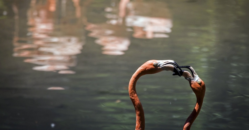 3.jun.2015 - Flamingos rosa são vistos em seu recinto no zoológico em Almaty, no Cazaquistão