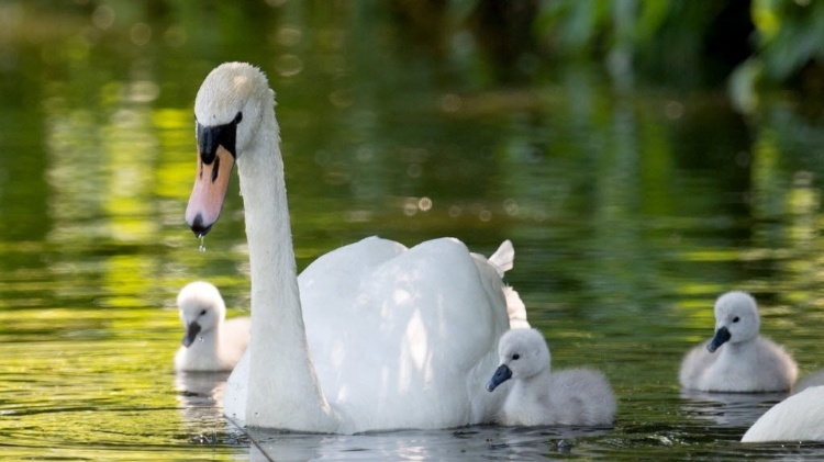 5.jun.2015 - Família de cisnes fotografada em zoológico de Hamburgo 5.jun.2015 - Família de cisnes fotografada em zoológico de Hamburgo