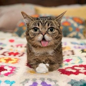 O gato Lil Bub, famoso na internet, participou do evento Catcon, nos EUA - Divulgação