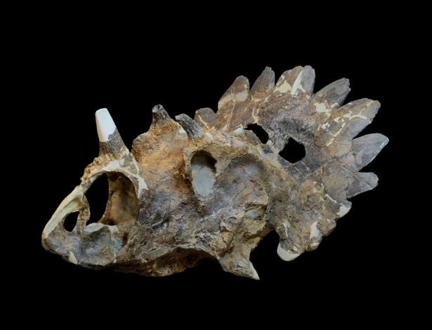 Imagem do crânio de uma nova espécie de dinossauro com chifres descoberto por paleontólogos do Canadá - Sue Sabrowski/Cortesia de Royal Tyrrell/Reuters