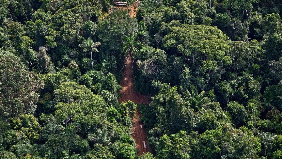 Greenpeace flagra ramais para transporte de toras em Uruará (PA). A investigação revelou superestimação de árvores para obter licença para extrair madeira no local - Rogério Assis/Greenpeace