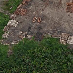 Estudo traz alternativa para combater desmatamento no Brasil - Rogério Assis/Greenpeace