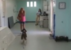 Emocionante: dona vê seu cachorro voltar a andar após cirurgia - Reprodução