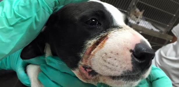 11.jun.2015 - Ferimentos de Otis foram menos graves do que os de Caitlyn e o filhote está se recuperando em sua casa adotiva - Divulgação/Facebook/Animal Helper - Divulgação/Facebook/Animal Helper