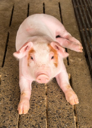 Porcos têm inteligência subestimada, diz estudo - Rakijung/iStock