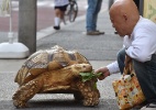 Japonês vira sensação na internet com tartaruga gigante - Kazuhiro Nogi/AFP