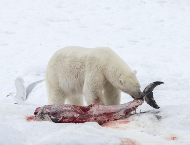 Urso polar se alimenta de um golfinho no fiorde Raudfjorden, na Noruega - Samuel Blanc/ AFP