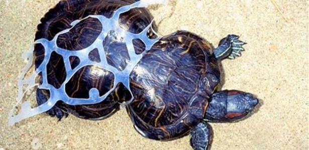 Plástico jogado no chão acabou deformando completamente a tartaruga Peanut - BBC
