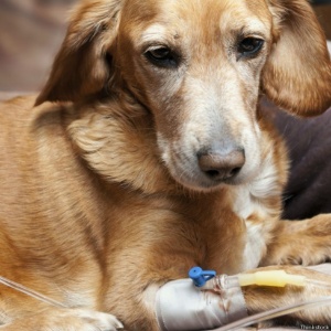 Cães também precisam de transfusões; para realizá-las, é importante que outros cães doem sangue - Thinkstock