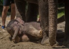 Filhotinho de elefante se deita perto de mãe em zoo do sul da China - Liu Dawei/Xinhua