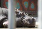 Após ser resgatado de inundações, hipopótamo descansa em zoo da Geórgia - David Mdzinarishvili/Reuters