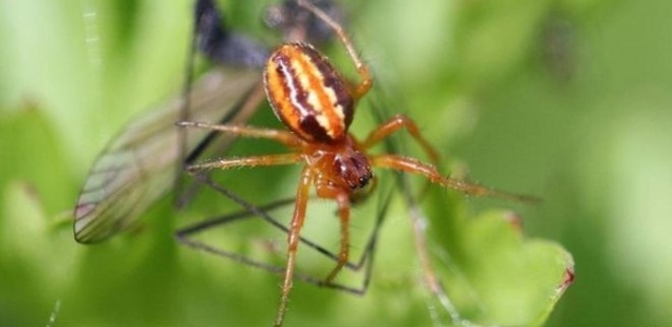 Aranha da espécie Hypsosing heri tida como extinta em 1912 - RSPB/Divulgação