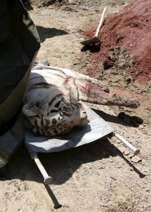O tigre foi abatido após o incidente - Reuters
