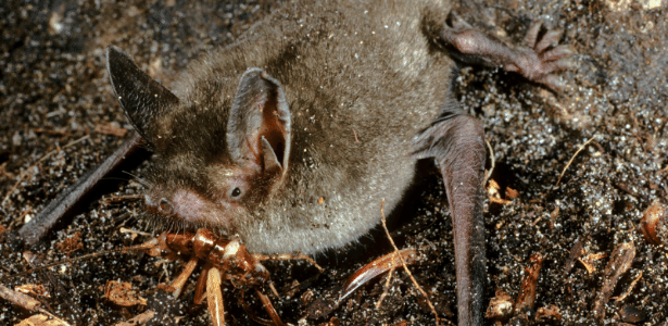 Fóssil encontrado é de ancestral dos morcegos de rabo curto da Nova Zelândia (foto), chamados de "Mystacina tuberculata" - Rod Morris