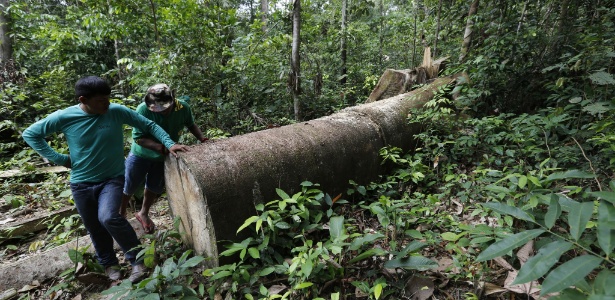 Índios kaapor encontram madeira ilegal dentro do território indígena Alto Turiaçu, no Maranhão, durante operação para instalar câmeras ocultas em áreas exploradas por madeireiros ilegais - Lunae Parracho/Greenpeace