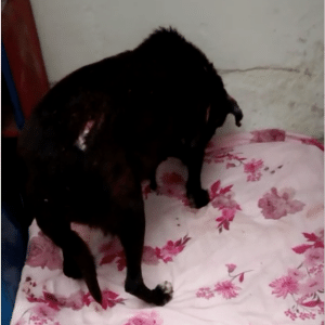 A cadela resgatada com ferimentos em Rio Grande (RS) - Reprodução de vídeo