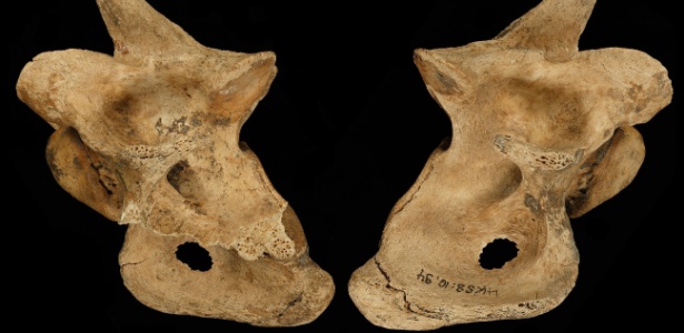Visão frontal e traseira de uma lesão de caça na pélvis de um gamo extinto, morto por neandertais há 120 mil anos em uma costa do lago perto do atual Halle, na Alemanha - Nature/AFP